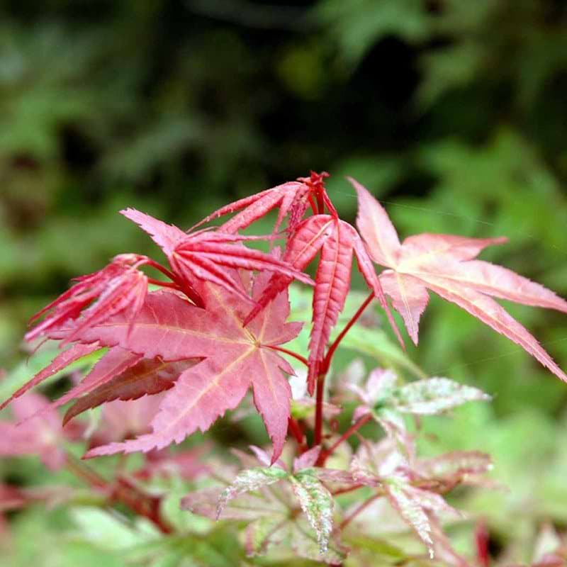 Acer palmatum Deshojo blade
