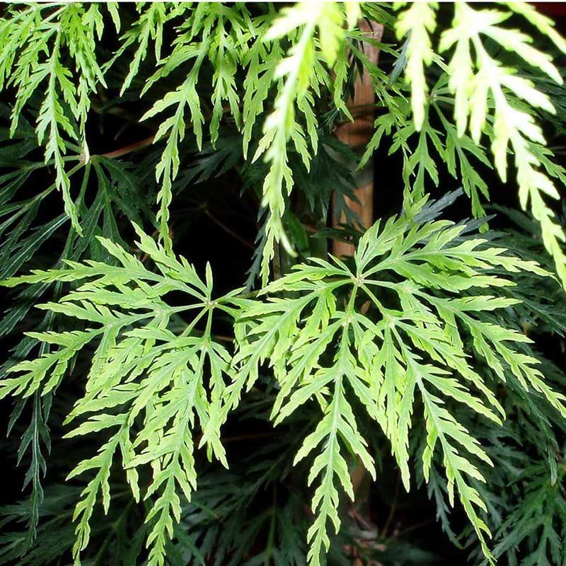 Acer palmatum Emerald Lace