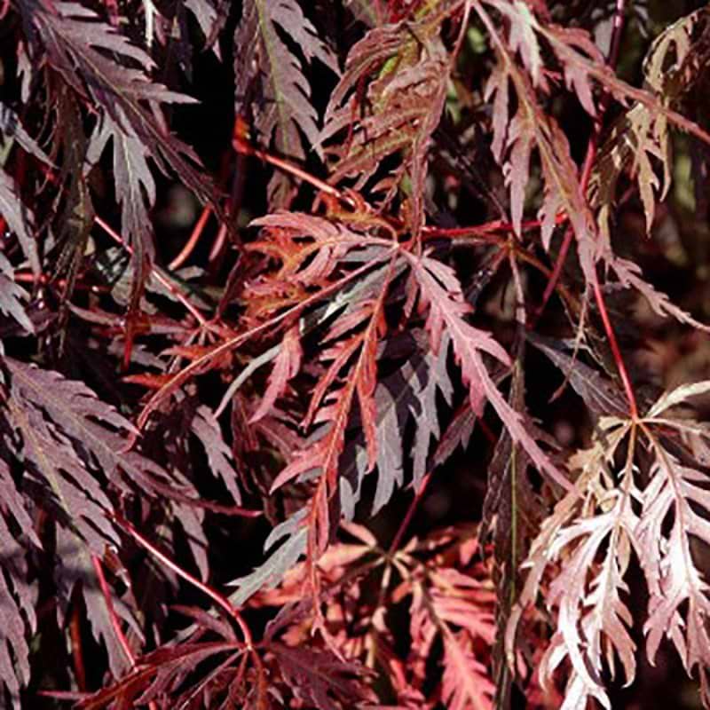 Acer Garnet blade