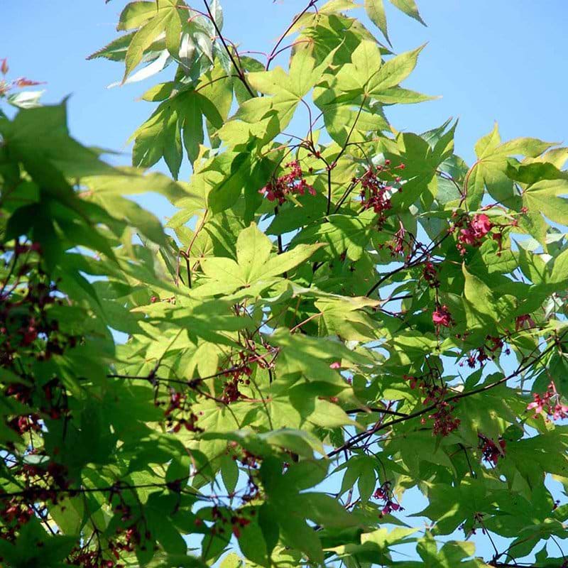 Acer palmatum Osakazuki