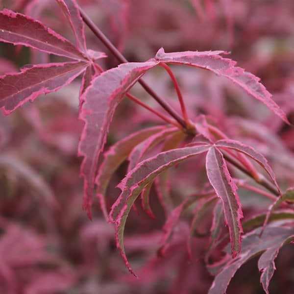 Japansk Ahorn (Acer palmatum 'Pink Passion') FLERE VARIANTER 