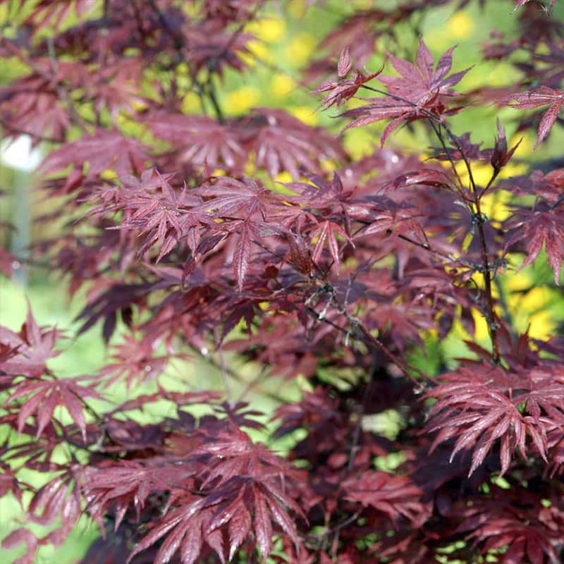 Japansk ahorn trompenburg