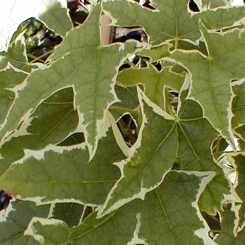 Brogbladet spidsløn Drummondii blade