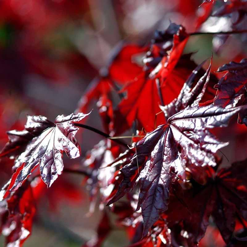 Rødbladet spidsløn Crimson Centry opstammet