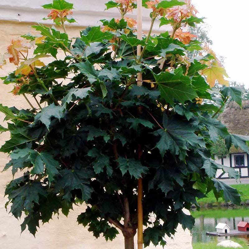 Kugleformet spidsløn Globosum