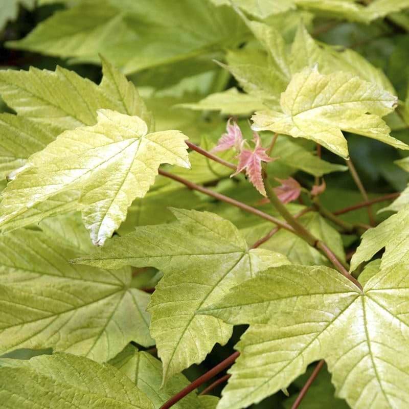 Kugleahorn Broget (Acer pseudoplat. 'Brilliantissimum') Opstammet - Flere varianter