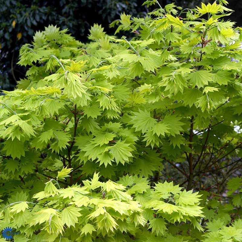 Acer shirasawanum Aureum