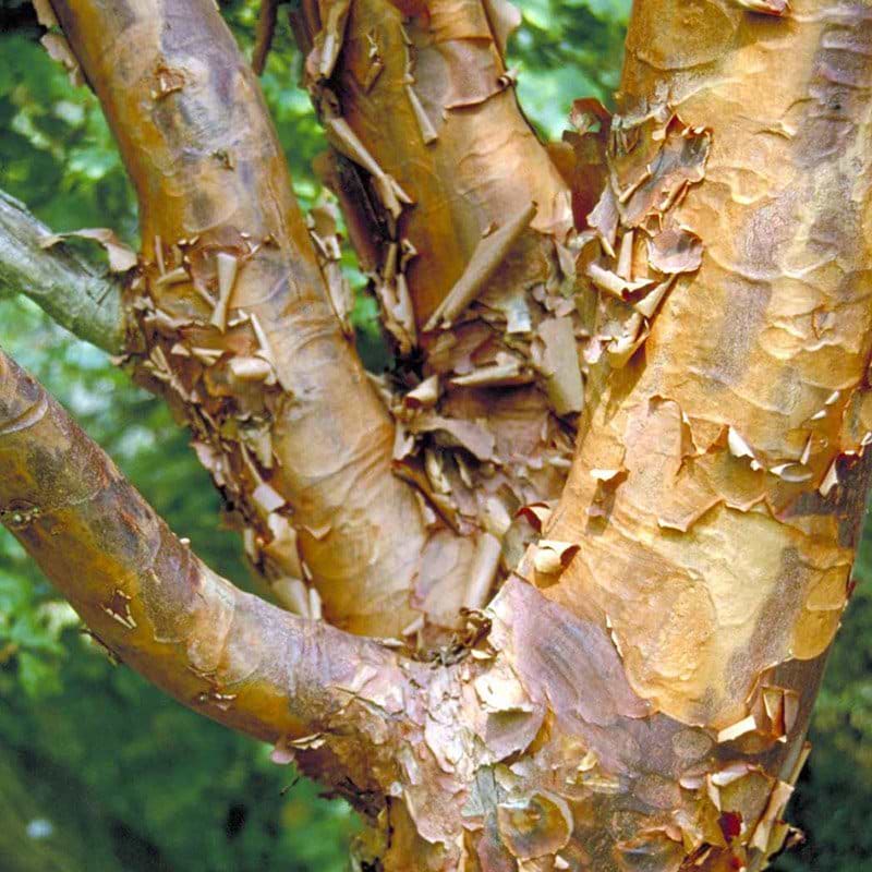 Acer Griseum Enstammet 300 350 Cm Stammeomkreds 8 10 Cm acer-griseum-enstammet-300-350-cm-stammeomkreds-8-10-cm
