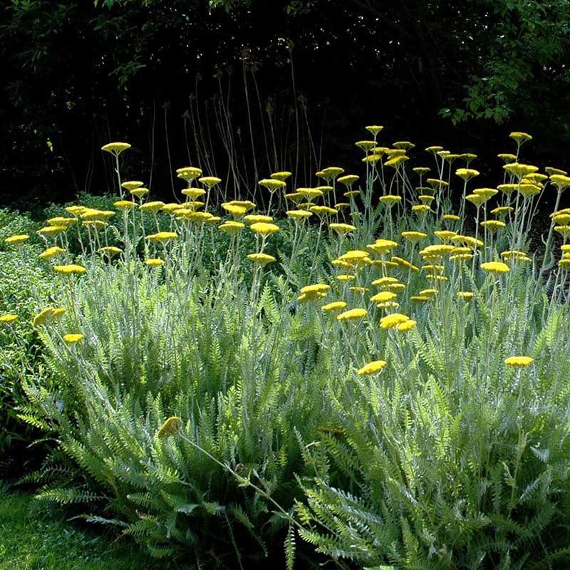 Røllike Achillea hybrid Coronation Gold blomster