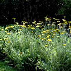 Pragtrøllike (Achillea filipendulina 'Coronation Gold')