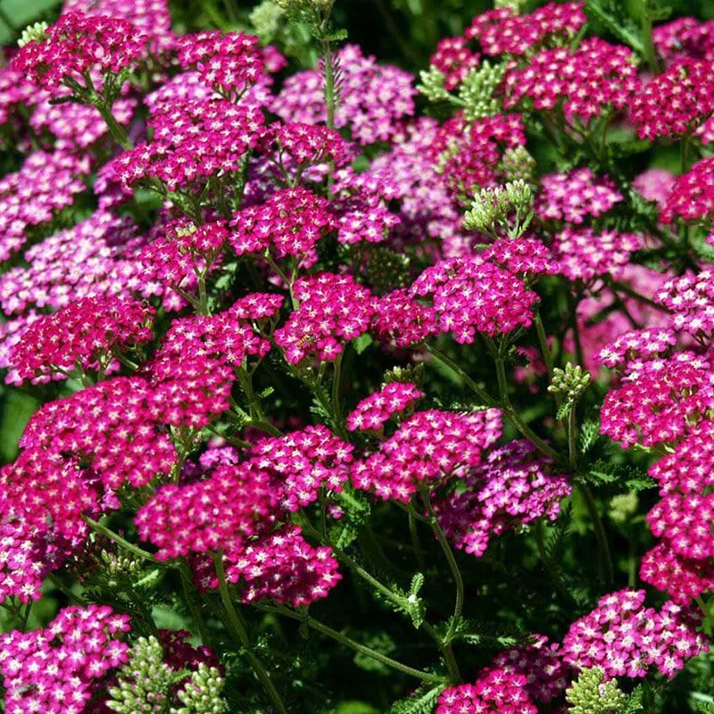 Røllike blomst