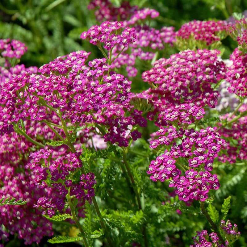 Røllike Achillea millefolium Cerise Queen lilla