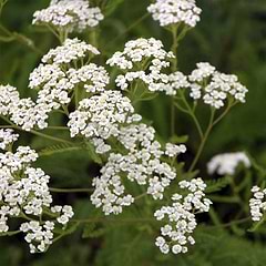Almindelig røllike (Achillea millefolium)