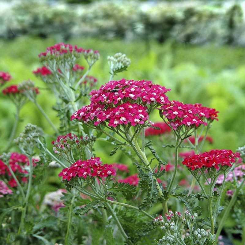 achillea paprika