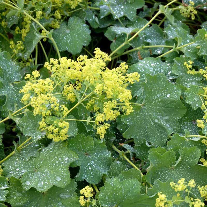 Lodden løvefod alchemilla erythropoda staude mollis