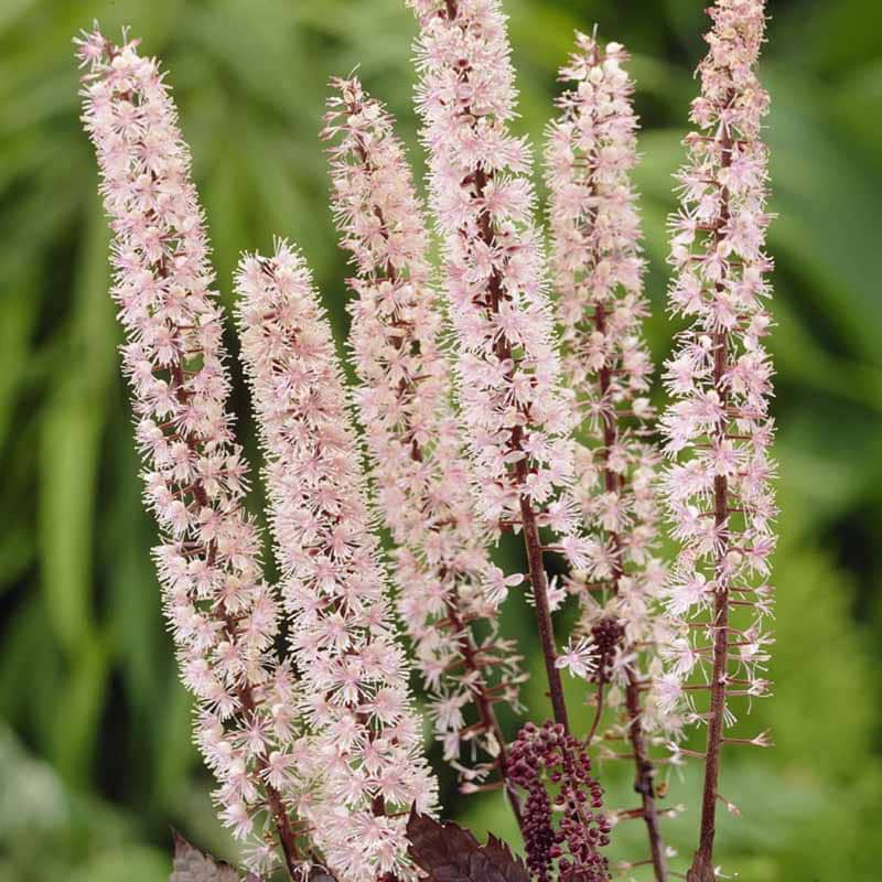 Sølvlys Pink Spike