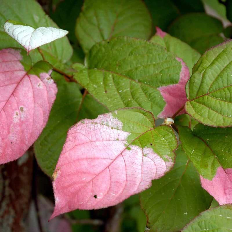 Kamæleonbusk rosa blade