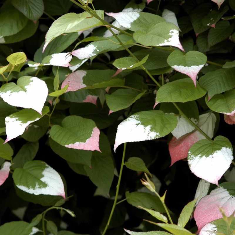 Actinidia kolomikta klatreplante