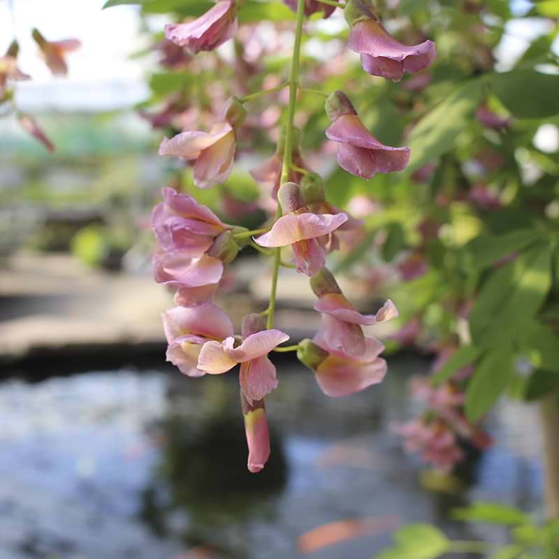 adams guldregn rosa blomster