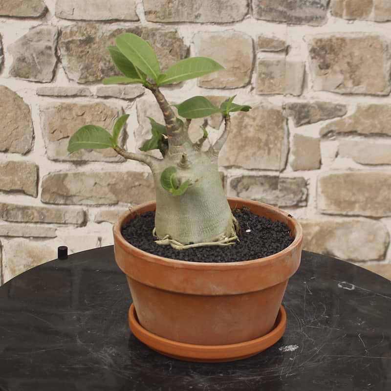 Ørkenrose adenium 