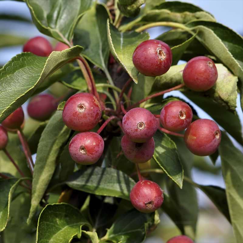 Paradisæble Malus 'Adirondack'