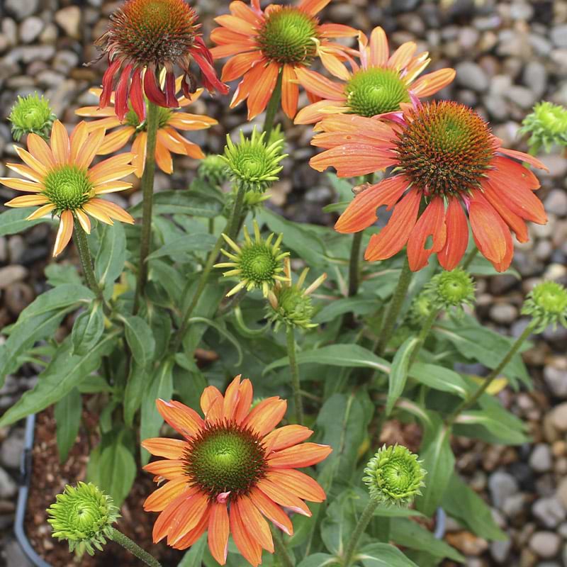Echinacea purpurea 'Adobe Orange'