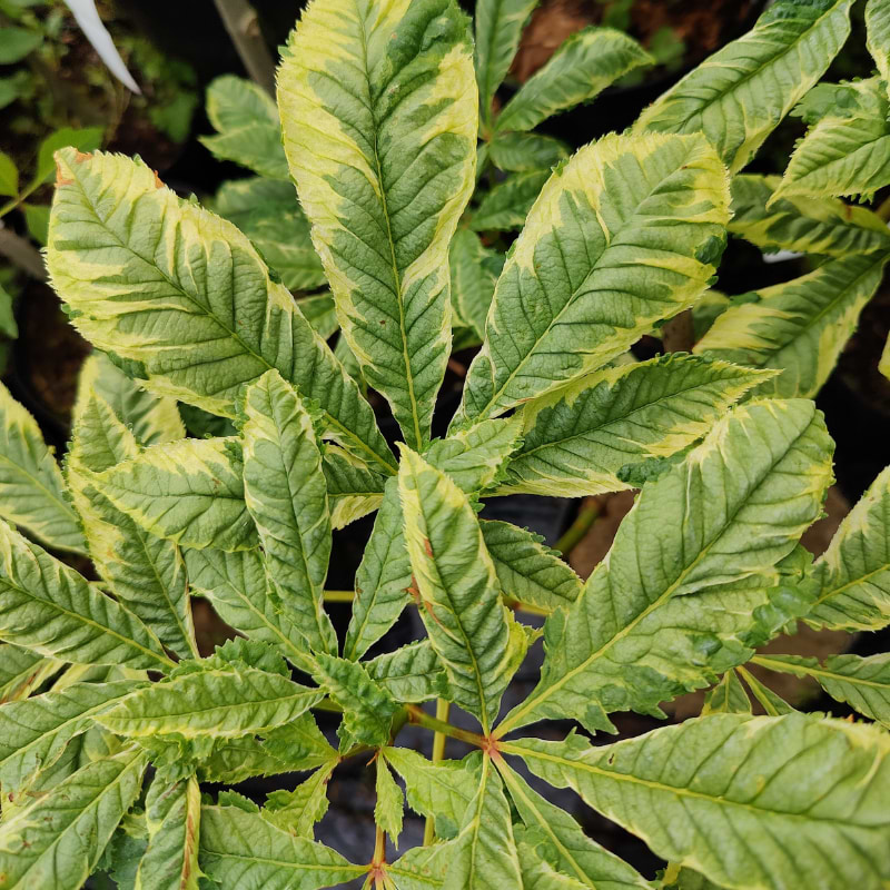 Hestekastanie Broget (Aesculus carnea 'Variegata') 30-50 cm