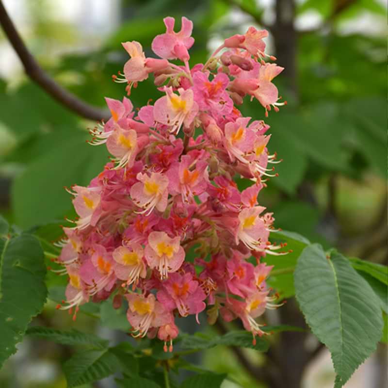 Hestekastanje Rød (Aesculus carnea 'Fort McNair')