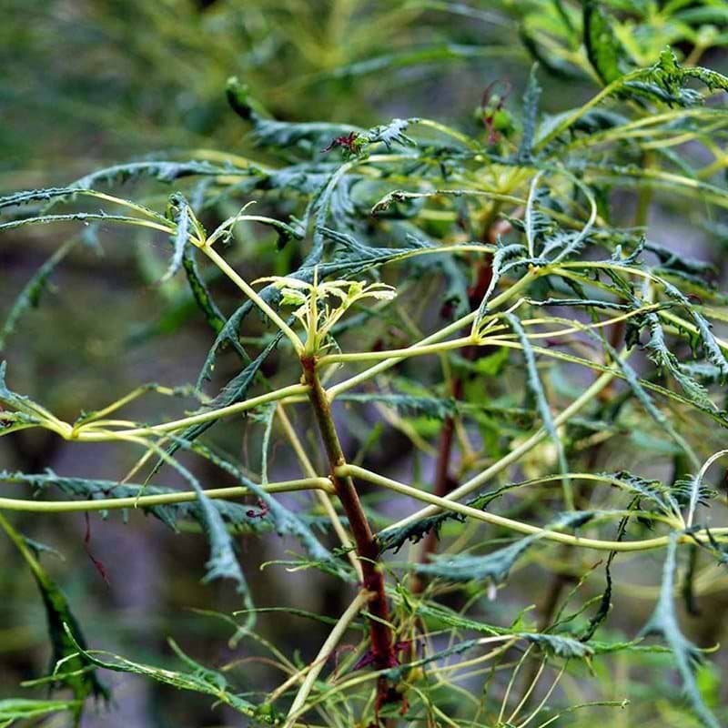 Aesculus hippocastanum Laciniata