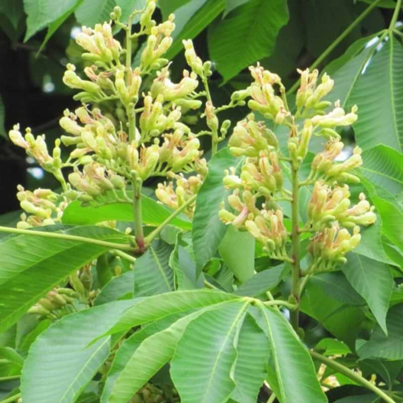 Hestekastanje Gul (Aesculus neglecta 'Autumn Fire')