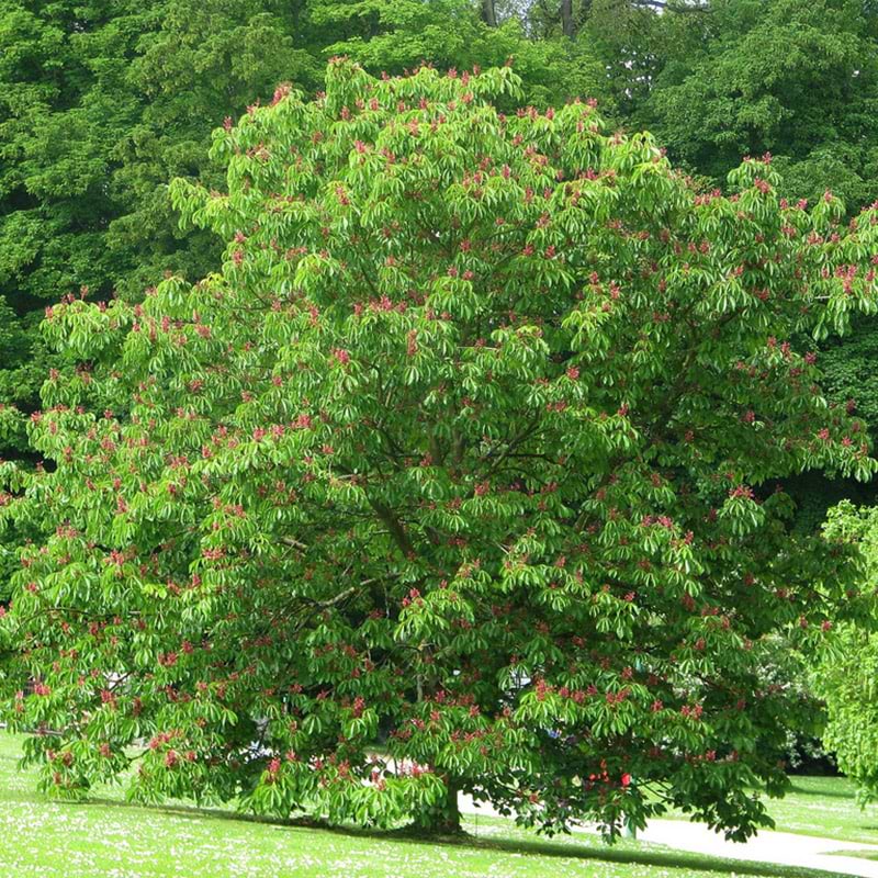 Hestekastanje Amerikansk (Aesculus pavia 'Atrosanguinea')