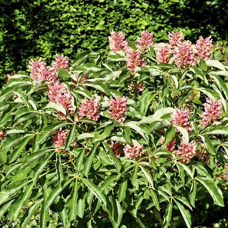 Aesculus pavia Rosea Nana