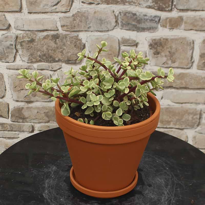 Crassula afra variegata