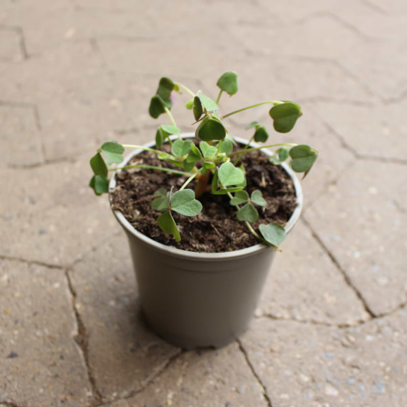 oxalis surkløverknold