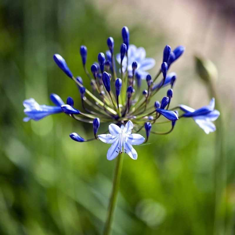 Agapanthus Dr. Boruwer