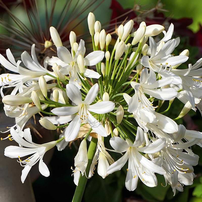 Skærmlilje Agapanthus Gletsjer