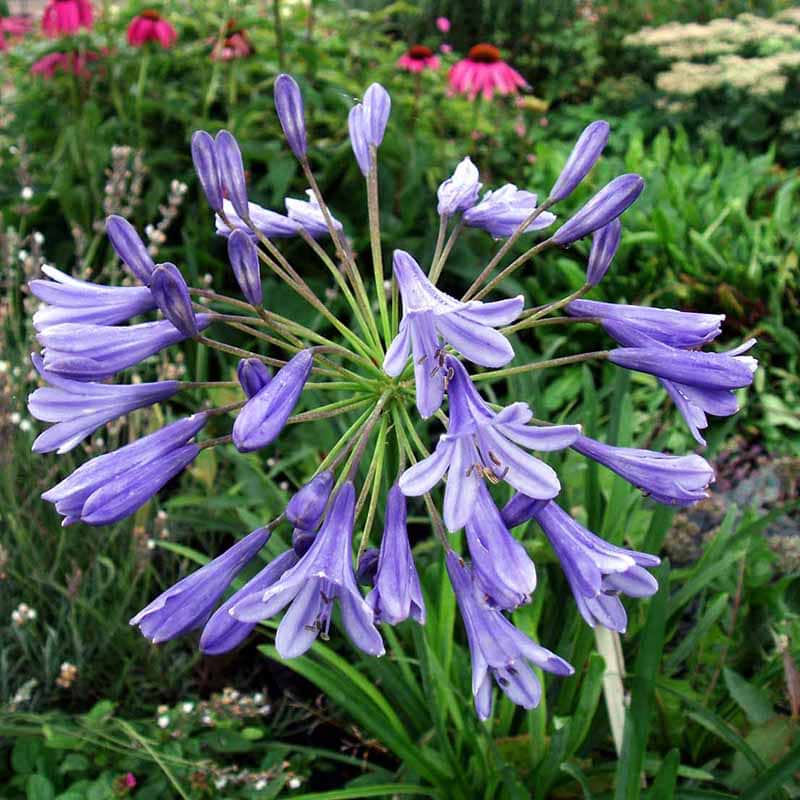Skærmlilje Little Dutch Blue