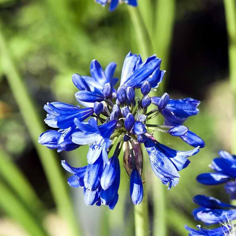 Skærmlilje Agapanthus Sofie afrikansk skærmlilje blå blomster