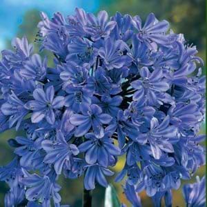 Skærmlilje Agapanthus Donau