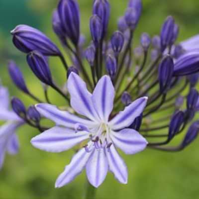 Agapanthus africanus Moonlight Star skærmlilje,