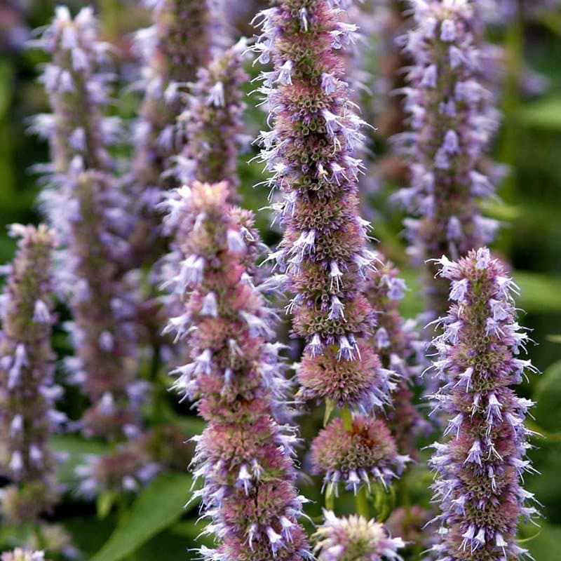 Agastache Blue Fortune biblomst krydderurt