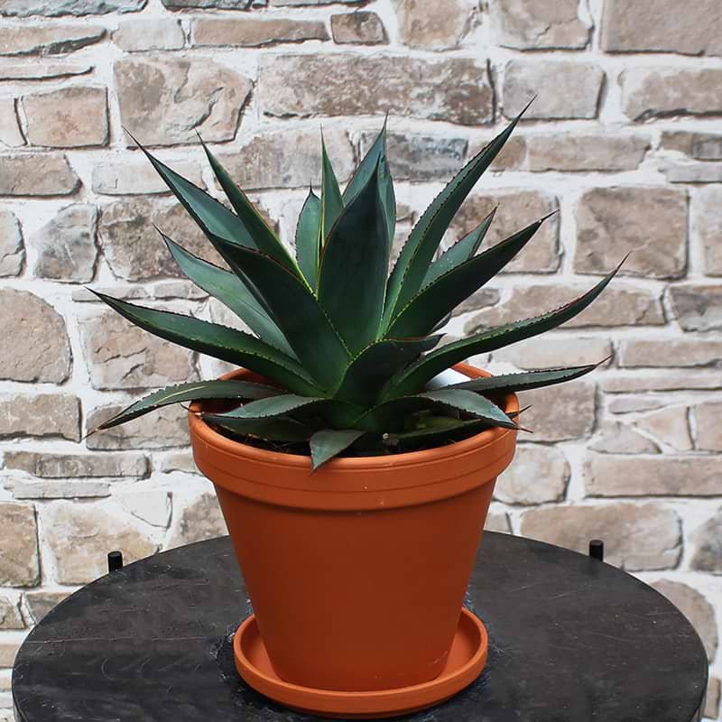 Agave