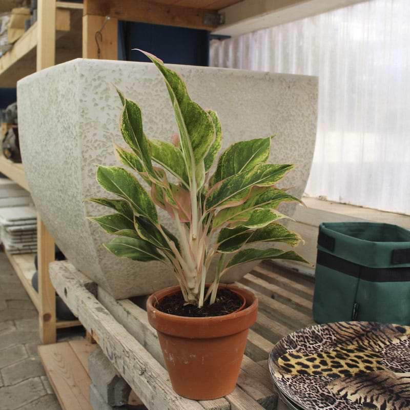 Sømandstrøst Aglaonema sart rosa