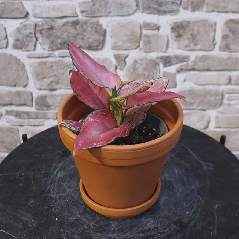 red zirkon
