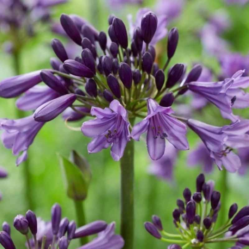 Skærmlilje Poppin Purple