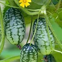 Øko Agurk Jungle 'Zehneria Scabra'