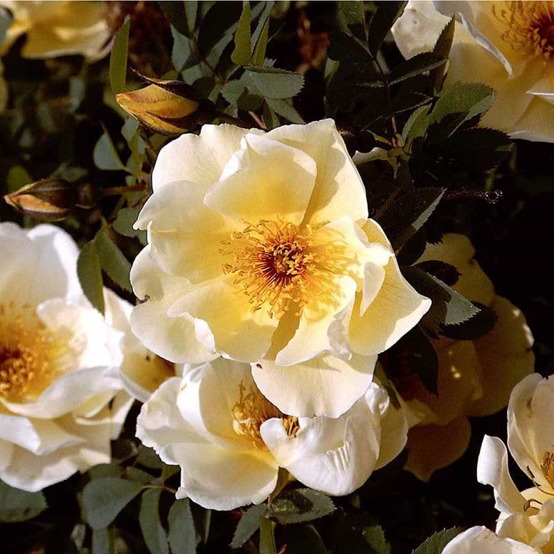 buskrose Aicha-pimpinellifolia