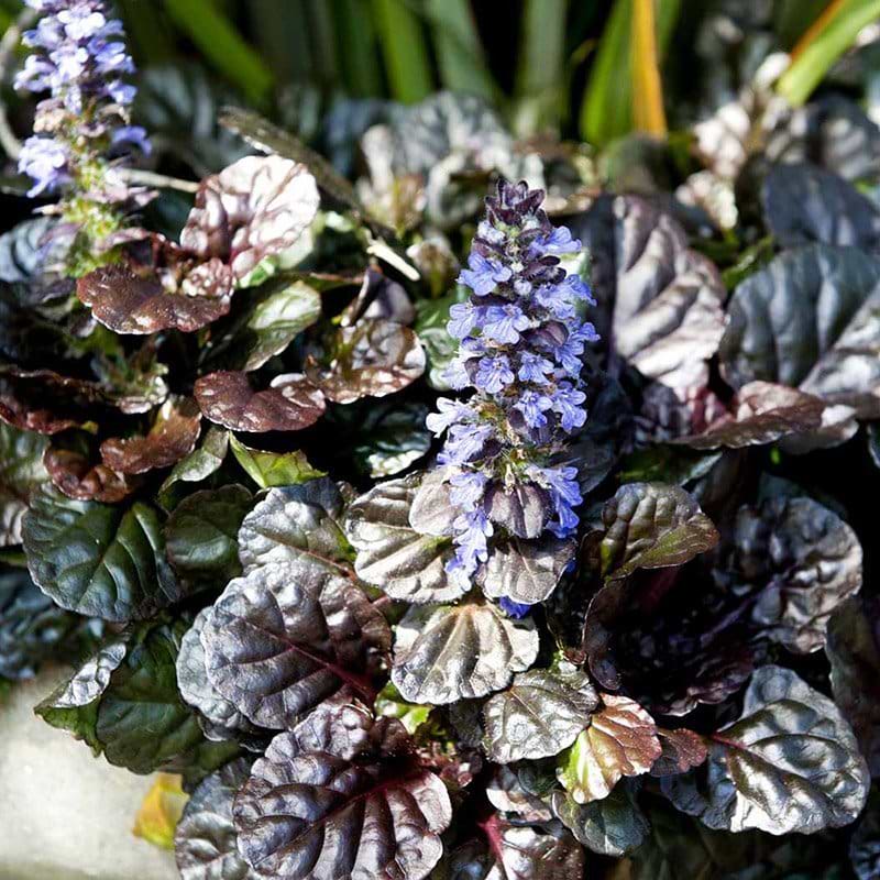 Krybende Læbeløs Ajuga reptans Braunherz