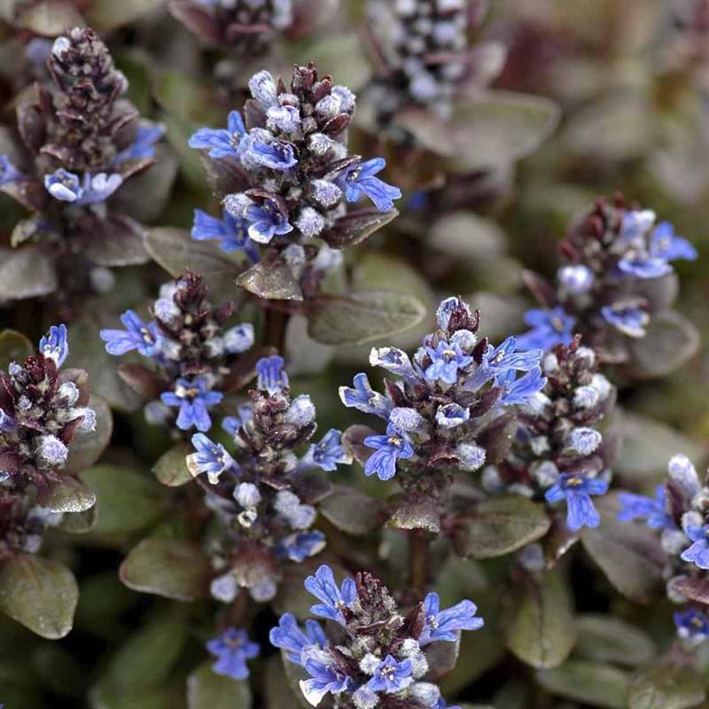 Ajuga reptans Chocolate Chip