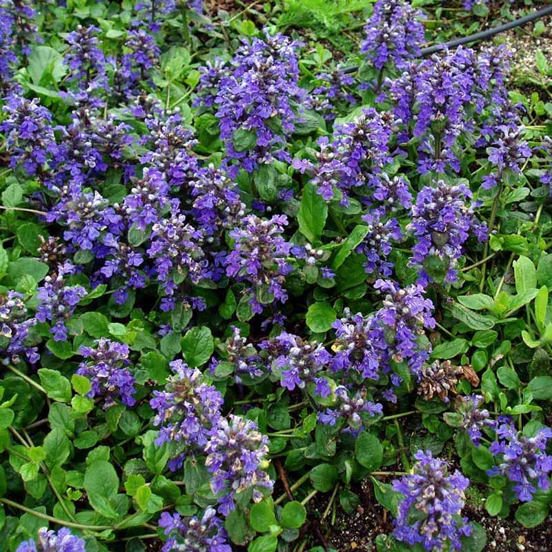 Ajuga reptans